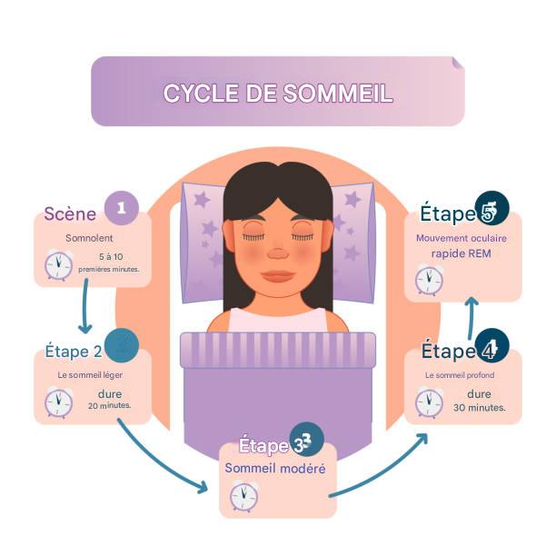 cycles du sommeil image